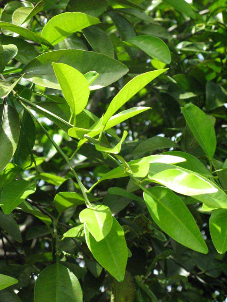                 Sun leaves (Winter Haven,   FL)   